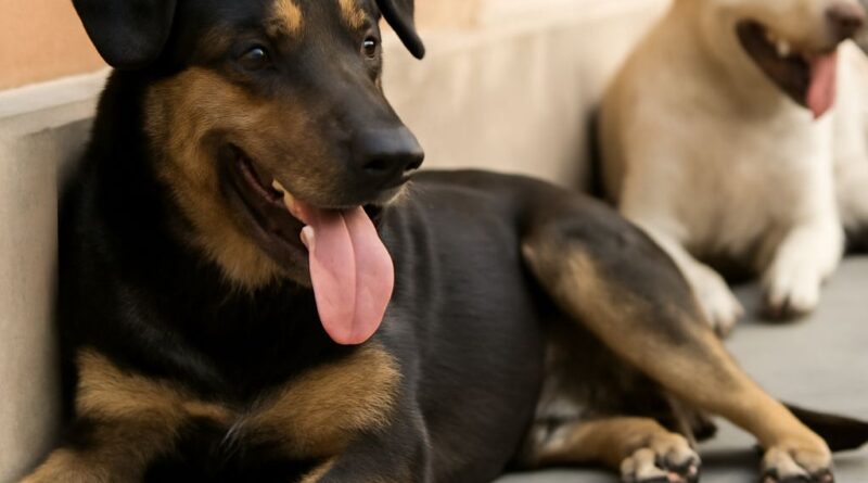How long does rabies vaccine last and how often rabies vaccine is needed