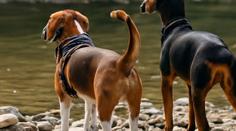 Lake animal hospital and cat and dog hospital