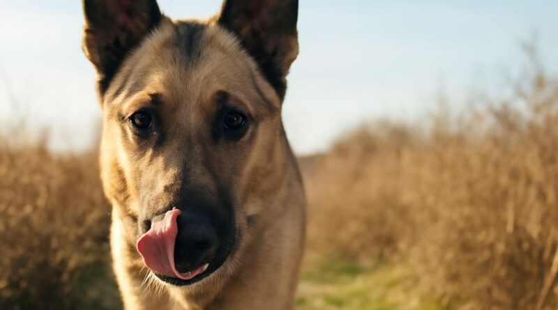 dog rattlesnake vaccine and canine rattlesnake vaccine