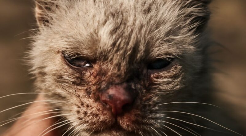 Feline herpes vaccine and feline aids vaccine