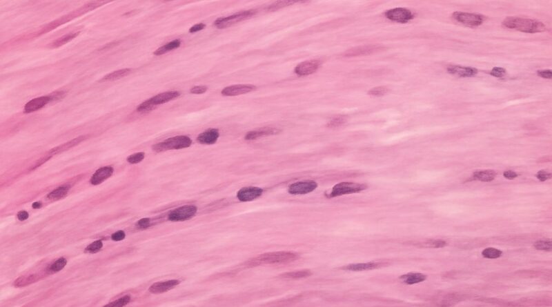 Connective tissue histology and labeled histology slides