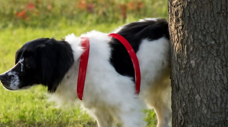 Dog UTI antibiotics not working and dog limping after vaccine