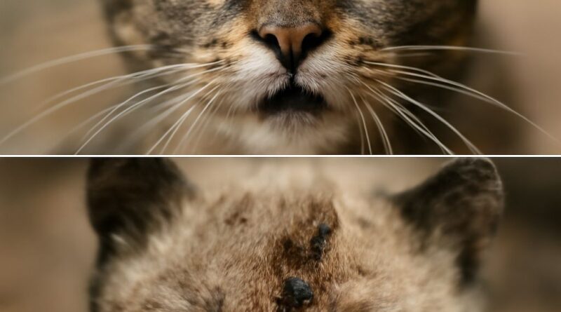 Understanding cat ultrasound and potential vaccine side effects